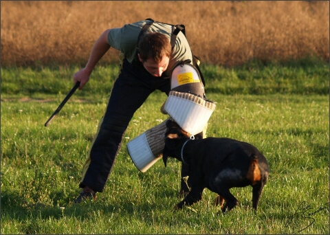 Training´s